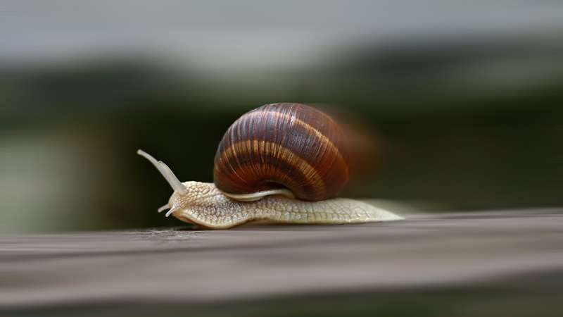 Fast Moving Snail