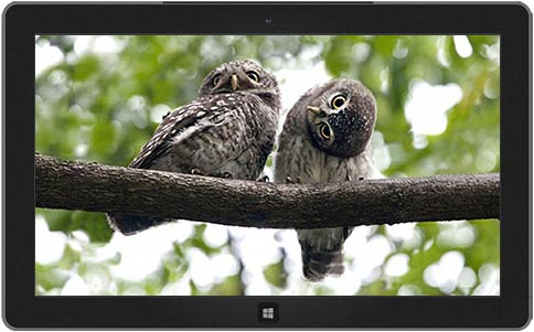 ogling-owls