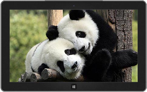playful-panda